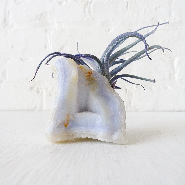 How To Decorate With Air Plants