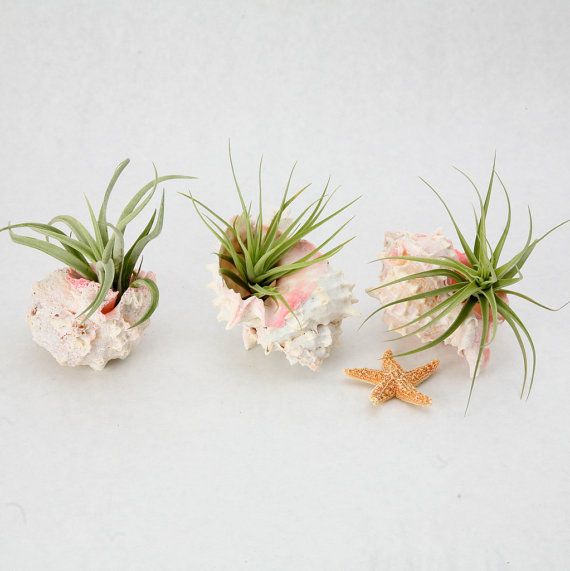 How To Decorate With Air Plants