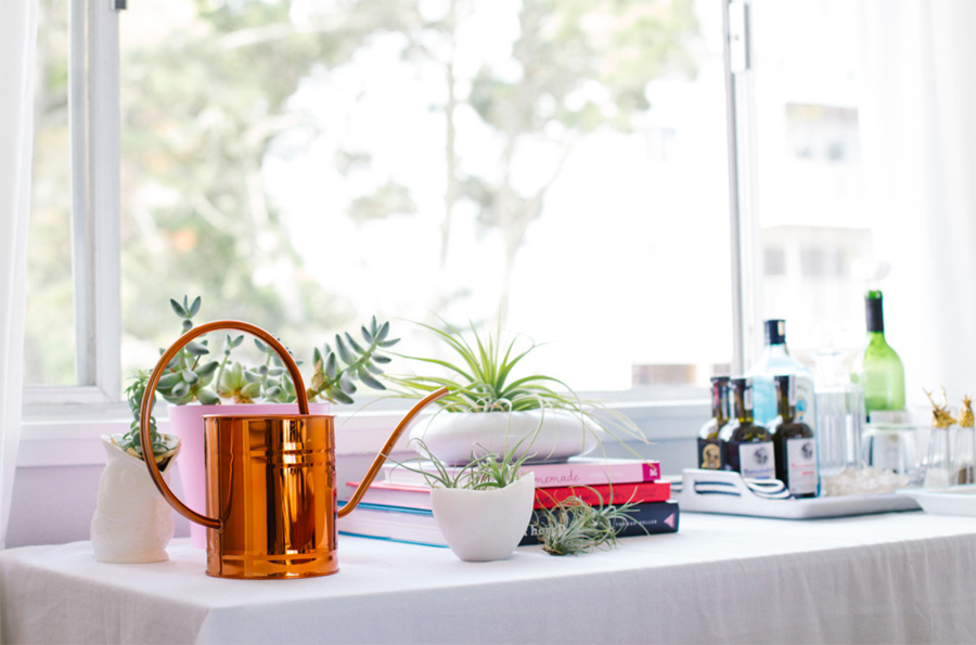 How To Decorate With Air Plants