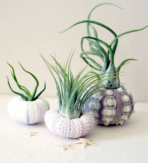 How To Decorate with Air Plants