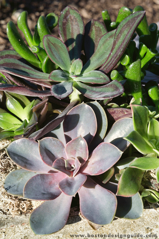 Succulents