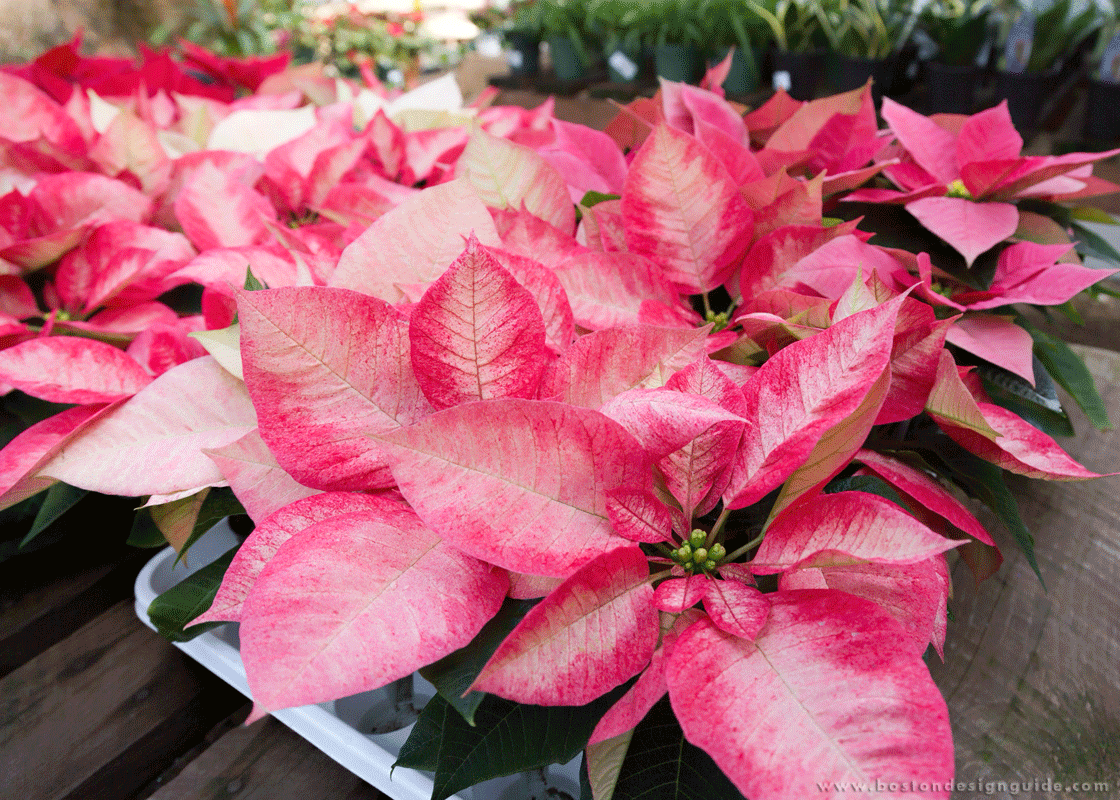 Poinsettia